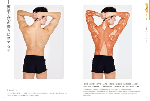 Artist Anatomy Guide for Body Surface Muscles and Poses Illustrated - WAFUU JAPAN