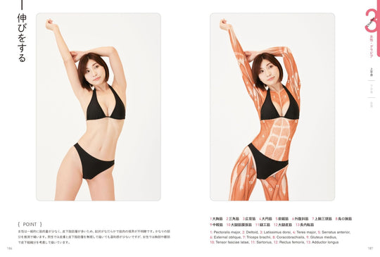 Artist Anatomy Guide for Body Surface Muscles and Poses Illustrated - WAFUU JAPAN