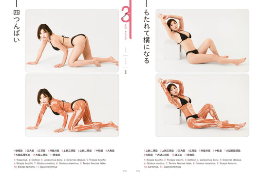 Artist Anatomy Guide for Body Surface Muscles and Poses Illustrated - WAFUU JAPAN