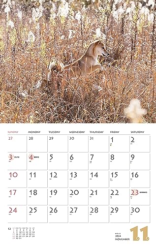 Calendar 2024 Shiba Inu (Monthly Calendar/Wall Hanging) - WAFUU JAPAN