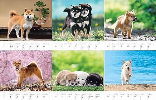 Calendar 2024 Shiba Inu (Monthly Calendar/Wall Hanging) - WAFUU JAPAN