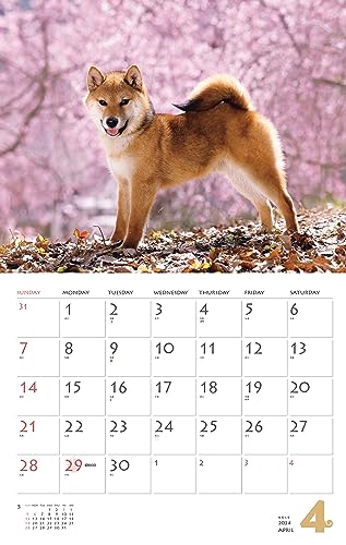 Calendar 2024 Shiba Inu (Monthly Calendar/Wall Hanging) - WAFUU JAPAN