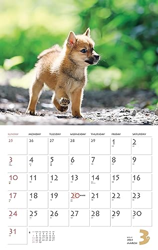 Calendar 2024 Shiba Inu (Monthly Calendar/Wall Hanging) - WAFUU JAPAN
