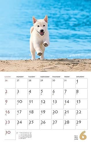 Calendar 2024 Shiba Inu (Monthly Calendar/Wall Hanging) - WAFUU JAPAN