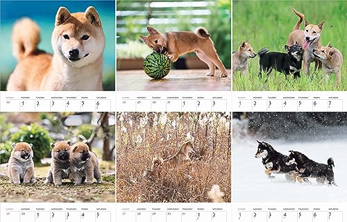 Calendar 2024 Shiba Inu (Monthly Calendar/Wall Hanging) - WAFUU JAPAN