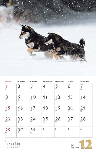 Calendar 2024 Shiba Inu (Monthly Calendar/Wall Hanging) - WAFUU JAPAN