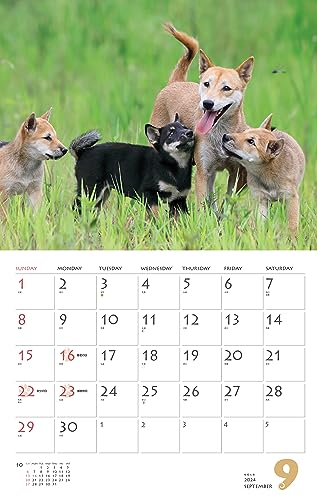 Calendar 2024 Shiba Inu (Monthly Calendar/Wall Hanging) - WAFUU JAPAN