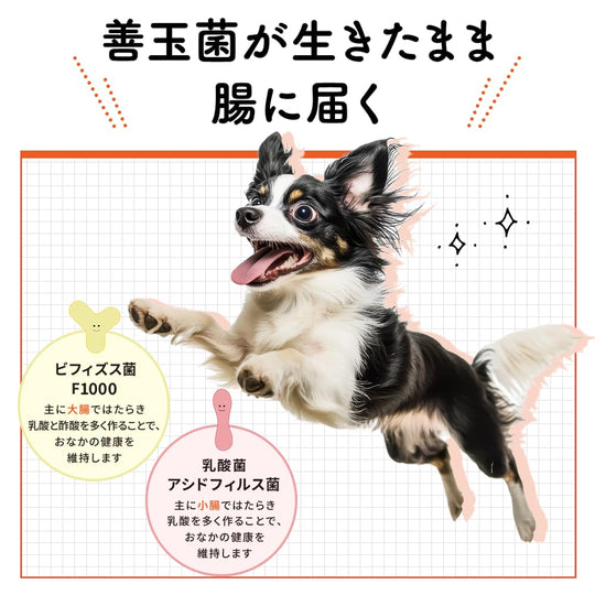 Taisho Pharmaceutical Wan Biofermin S Probiotic Supplement for Dogs Plain Flavor 40g - WAFUU JAPAN