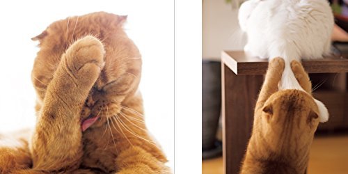 Cat Paws Books - WAFUU JAPAN