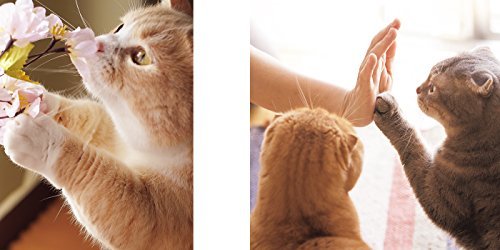Cat Paws Books - WAFUU JAPAN