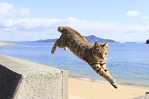 Flying Cat Book - WAFUU JAPAN