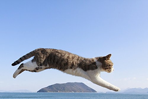 Flying Cat Book - WAFUU JAPAN