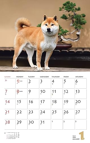 Calendar 2024 Shiba Inu (Monthly Calendar/Wall Hanging) - WAFUU JAPAN