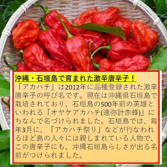 Extra Hot Kakinotane Rice Crackers & Peanuts 60g × 10 Bags - WAFUU JAPAN