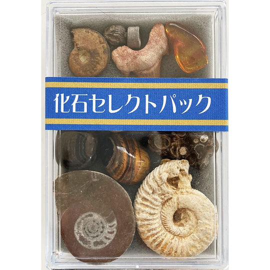 Fossil 12 Types Select Pack From Precambrian to Cenozoic Era Collection - WAFUU JAPAN