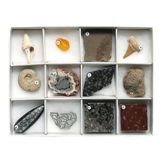 Fossil Specimen Set (12 Types) / 3 - 654 - 03 - WAFUU JAPAN