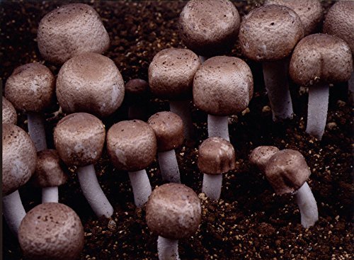 Agaricus mycelium granules 300mg x 300 granules