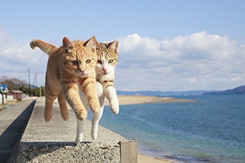 Flying Cat Book - WAFUU JAPAN