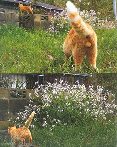 Nyantama Picture book mewing (cat) - WAFUU JAPAN